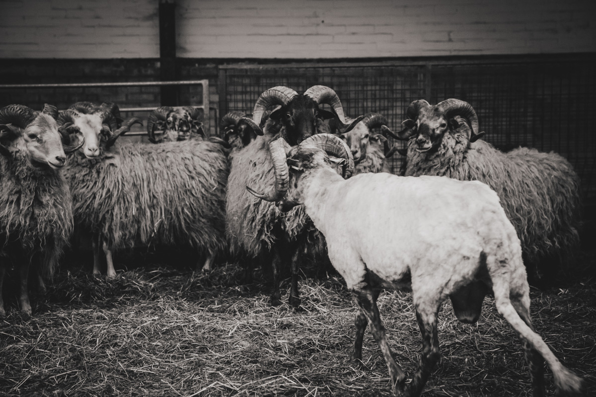 07. Schaapsherder Rozenn Buhrman00013